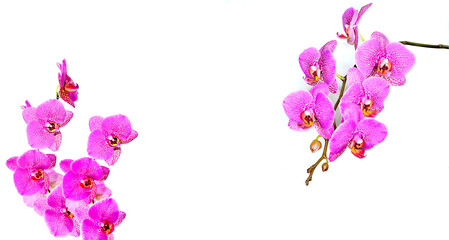 Blossoming branches of pink Phalaenopsis or orchid flowers on white background. Elegant exotic tropical flowers with buds for any holidays congratulations - romantic gentle luxury - floral border 