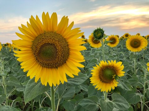 sunflowers in the field on the sunset