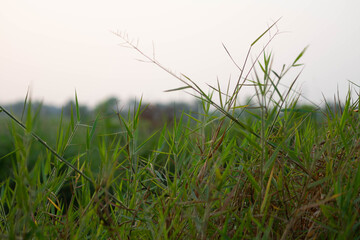 Grass flowers in the field
