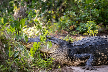 Fototapeta premium Wildlife reserve