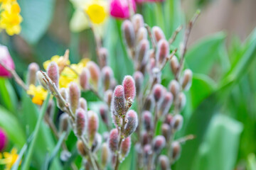 A pussy-willow branch with a blossoming bud. Woody plant of the Salicaceae family. Easter symbol in Orthodox Christians