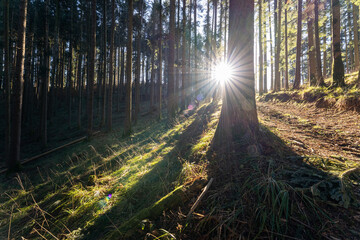 Sun shines trough the trees of the Black forest