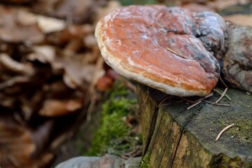 Mushroom On A Tree Trunk