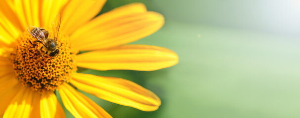 Bee and flower. Banner. Close up of a  striped bee collecting pollen on a yellow flower on a Sunny...