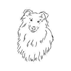 Dog Rough Collie isolated on White background. Vector illustration. collie, vector sketch on a white background