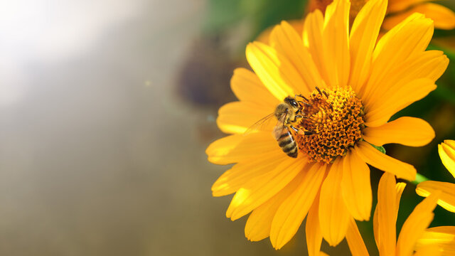 Bee and flower. A bee collects honey from a flower, Close up. Macro photography. Summer and spring backgrounds