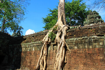 Forest and ruins of Ta Phrom temple in Cambodia