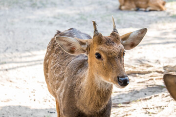 chital,Spotted deer standing in the zoo.