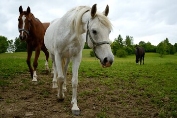 Different Breeds Of Horses In The Pasture
