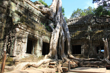 Fototapeta na wymiar Forest and ruins of Ta Phrom temple in Cambodia
