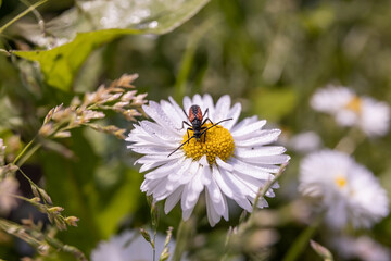 Obraz premium white daisy flower and insect blooms in the garden