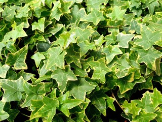 Obraz premium Hedera algeriensis, the Algerian ivy, is a species of evergreen ivy. It is a vigorous, large evergreen climber, self-clinging by aerial roots. Green leaves, plant. 