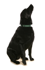 Black labrador
