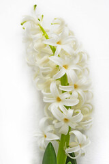 White Hyacinthus orientalis. Concept hello spring