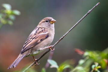 Sparrow bird perched sitting on tree stick branch. Female house sparrow songbird (Passer domesticus) sitting and singing on bush tree branch amidst green background close up photo. Bird wildlife scene