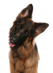 German shepherd