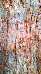 Close up bark texture of old huge redwood or sequoia tree.Scuffed scaly, fibrous,damaged trunk surface with cracks,wrinkles and potholes.Vertical banner,abstract text,design background.Copy space