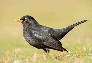 Amsel auf der sonnigen Wiese