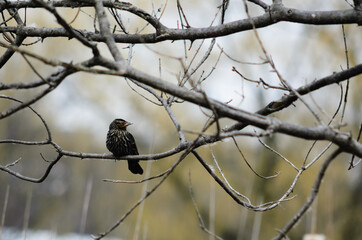 sparrow on a branch