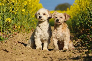 beautiful portrait of two small fluffy sitting dogs in a rape seed field