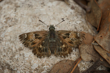 Close up of the Mallow skipper ,Carcharodus alceae, on a stone in Southern France