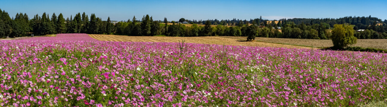 A field of garden cosmos flowers and a field of mowed and windrowed ryegrass and a panoramic view of the farm land surrounding the Silverton Oregon area