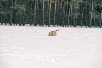 A handsome young labrador retriever runs cheerfully across a snowy field.
