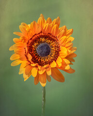 Orange crysanthemum edited in a fine art style with a textured green background