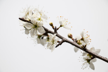 Detail of white blackthorn flower