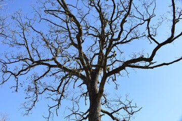 Obraz premium Arbre nu