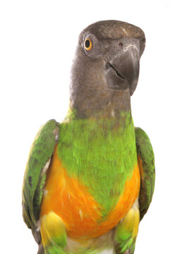 Senegal Parrot