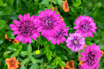 Obraz premium Pink striped zinnia, USA