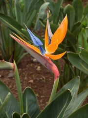 Strelitzia with the wonderful flower
