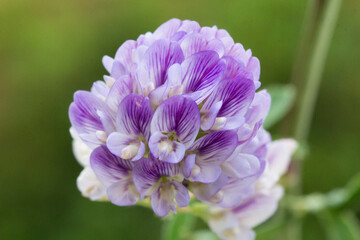 Detail of violet and purple flowers