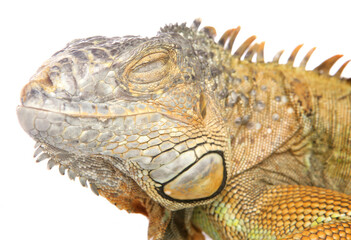 Fototapeta premium Green iguana