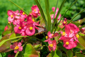 Fototapeta premium Pink begonias, USA