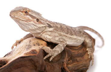Bearded dragon