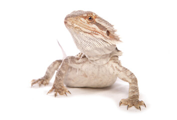 Bearded dragon