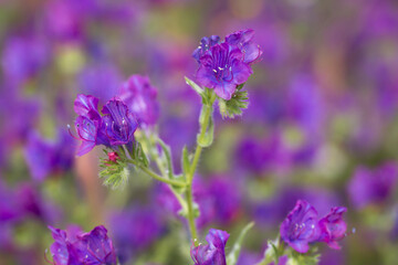 field full of purple flowers