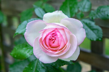 Pink Pierre de Rosard, Eden, heirloom roses, USA