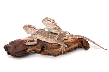 Bearded dragons