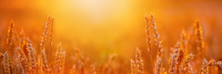 Spikelets of wheat in the field at sunset in bright red tones. Panorama. Copy space