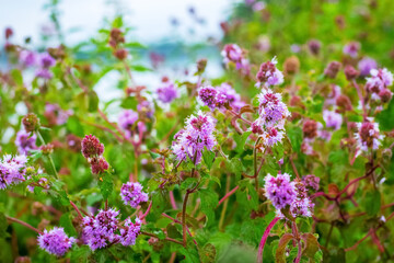Naklejka na ściany i meble Thickets of wild purple flowers by the river