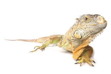 Green iguana