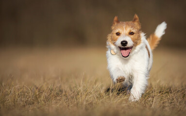 Playful happy healthy smiling dog puppy running in the grass. Spring, summer walking, pet training concept.