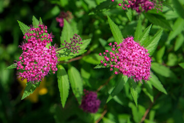 Fototapeta premium Pink spirea bush, USA
