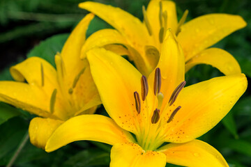 Obraz premium Yellow daylily, USA
