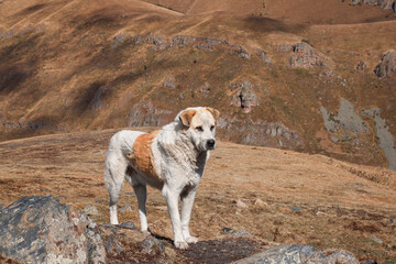 shepherd dogs in the mountains of georgia