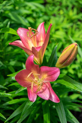 Fototapeta na wymiar Pink daylily, USA