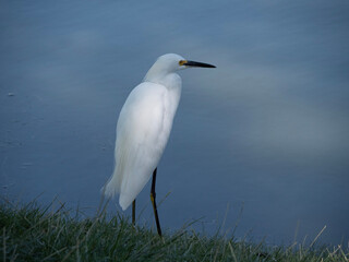 great blue heron